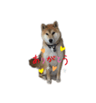 柴犬リュウちゃん（個別スタンプ：6）