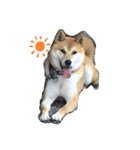 柴犬リュウちゃん（個別スタンプ：7）