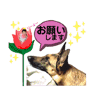 りんりんりんご♪（個別スタンプ：6）