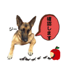 りんりんりんご♪（個別スタンプ：7）