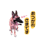 りんりんりんご♪（個別スタンプ：9）