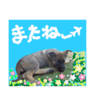 りんりんりんご♪（個別スタンプ：16）