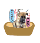 りんりんりんご♪（個別スタンプ：26）