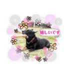 りんりんりんご♪（個別スタンプ：30）