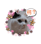 武居familiar11（個別スタンプ：11）
