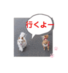 武居familiar11（個別スタンプ：19）