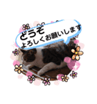武居familiar11（個別スタンプ：37）