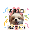 武居familiar11（個別スタンプ：39）
