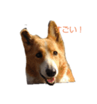 STRRADB（個別スタンプ：4）