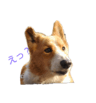 STRRADB（個別スタンプ：5）