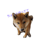 STRRADB（個別スタンプ：8）