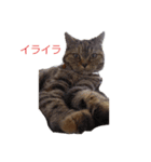 STRRADB（個別スタンプ：11）