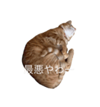 おねこ様のスタンプ（個別スタンプ：7）