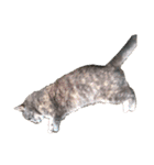 猫の福丸 -ふくまる-（個別スタンプ：1）