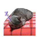 猫の福丸 -ふくまる-（個別スタンプ：4）