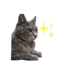 猫の福丸 -ふくまる-（個別スタンプ：6）