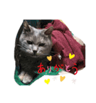 猫の福丸 -ふくまる-（個別スタンプ：19）