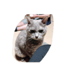 猫の福丸 -ふくまる-（個別スタンプ：20）