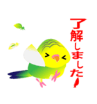 セキセイインコ ノーマルカラー（個別スタンプ：1）