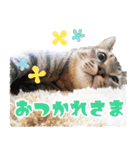 ジジwithトド＆チャッピー（個別スタンプ：1）