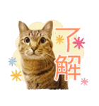 ジジwithトド＆チャッピー（個別スタンプ：2）
