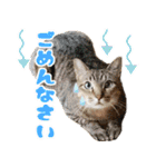 ジジwithトド＆チャッピー（個別スタンプ：6）