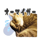 ジジwithトド＆チャッピー（個別スタンプ：7）