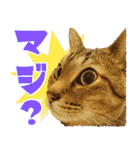 ジジwithトド＆チャッピー（個別スタンプ：8）