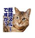 ジジwithトド＆チャッピー（個別スタンプ：10）