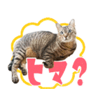 ジジwithトド＆チャッピー（個別スタンプ：14）