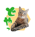 ジジwithトド＆チャッピー（個別スタンプ：15）