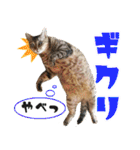 ジジwithトド＆チャッピー（個別スタンプ：16）