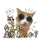 ジジwithトド＆チャッピー（個別スタンプ：17）