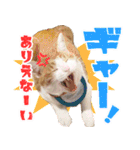 ジジwithトド＆チャッピー（個別スタンプ：19）