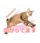 ジジwithトド＆チャッピー（個別スタンプ：22）
