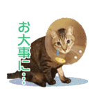 ジジwithトド＆チャッピー（個別スタンプ：24）