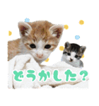 ジジwithトド＆チャッピー（個別スタンプ：27）