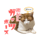 ジジwithトド＆チャッピー（個別スタンプ：29）