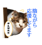 ジジwithトド＆チャッピー（個別スタンプ：30）