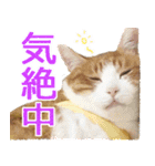 ジジwithトド＆チャッピー（個別スタンプ：31）