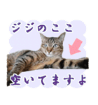 ジジwithトド＆チャッピー（個別スタンプ：32）