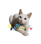 ちびたちゃんスタンプ（個別スタンプ：5）