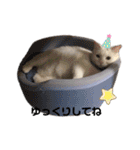 ちびたちゃんスタンプ（個別スタンプ：14）