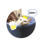 ちびたちゃんスタンプ（個別スタンプ：16）