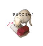ちびたちゃんスタンプ（個別スタンプ：18）