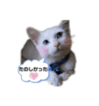 ちびたちゃんスタンプ（個別スタンプ：28）