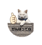 ちびたちゃんスタンプ（個別スタンプ：30）