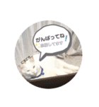 ちびたちゃんスタンプ（個別スタンプ：31）