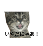 きじとらにゃんこ。（個別スタンプ：5）