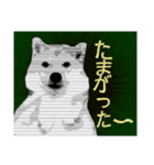 和洋折衷 熊本の天草弁を操る柴犬ちゃん（個別スタンプ：7）